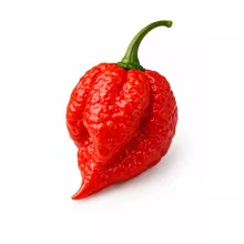 7POD Brain Strain Chilipfeffer Samen