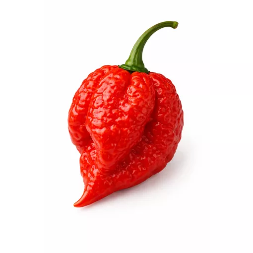 7POD Brain Strain Chilipfeffer Samen