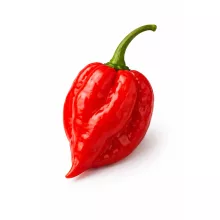 Habanero rote Samen