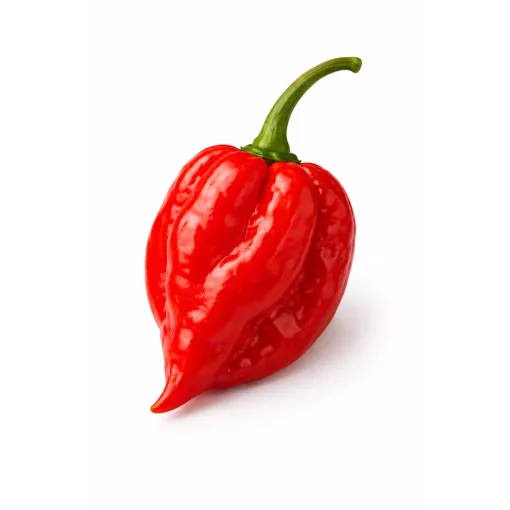 Habanero rote Samen