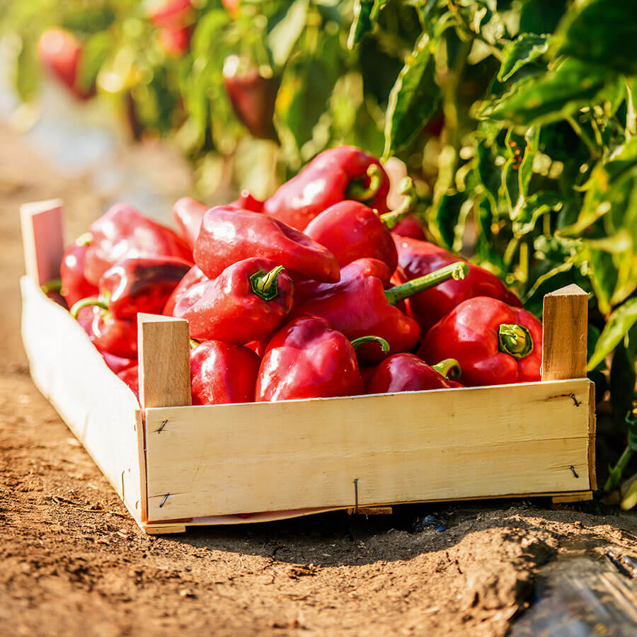 A chili paprika szakszerű betakarítása, szedése és tárolása