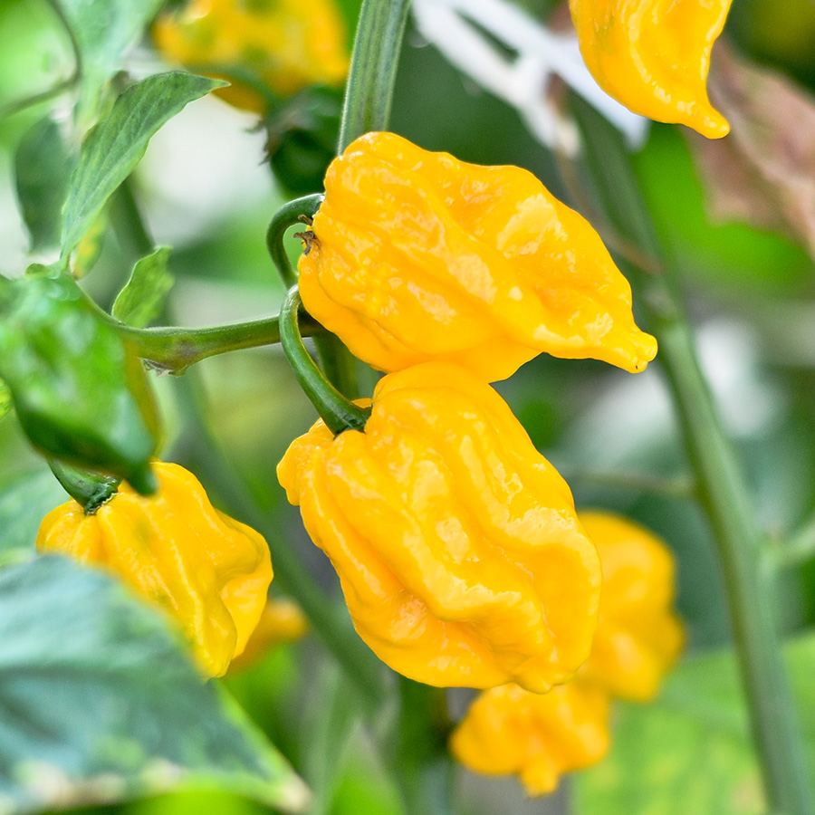 A chili világa: Több mint csípős ízélmény