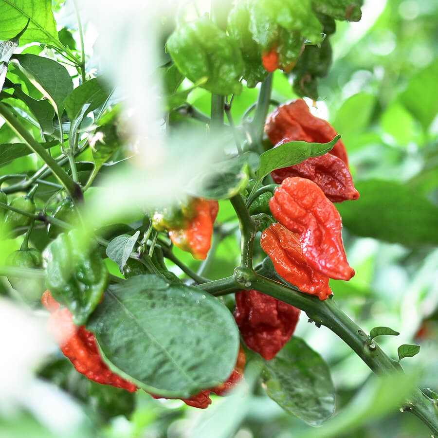 Amit a Dorset Naga pepper kapcsán tudni kell