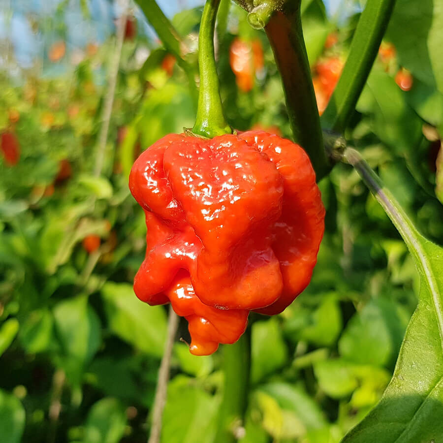 Érdekességek a Trinidad Moruga Scorpion kapcsán