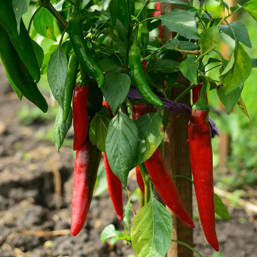 Mit kell tudni a paprika származása kapcsán?