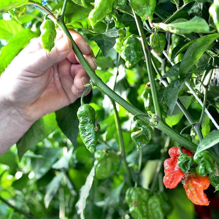 50 legnépszerűbb chili paprika fajta, amelyeket világszerte elismernek és használnak