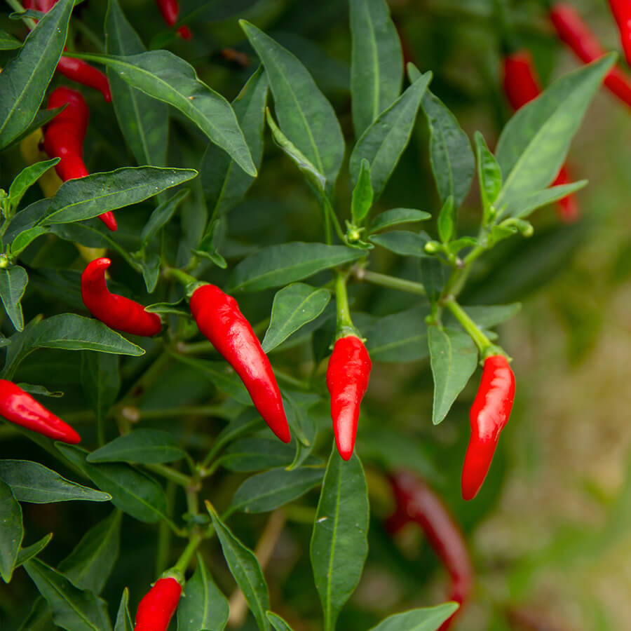 Amit a bird’s eye chili paprikáról tudni kell